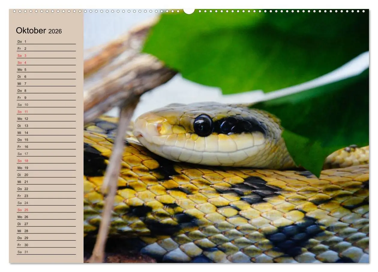 Bild: 9783457995884 | Schlangen (Wandkalender 2026 DIN A2 quer), CALVENDO Monatskalender