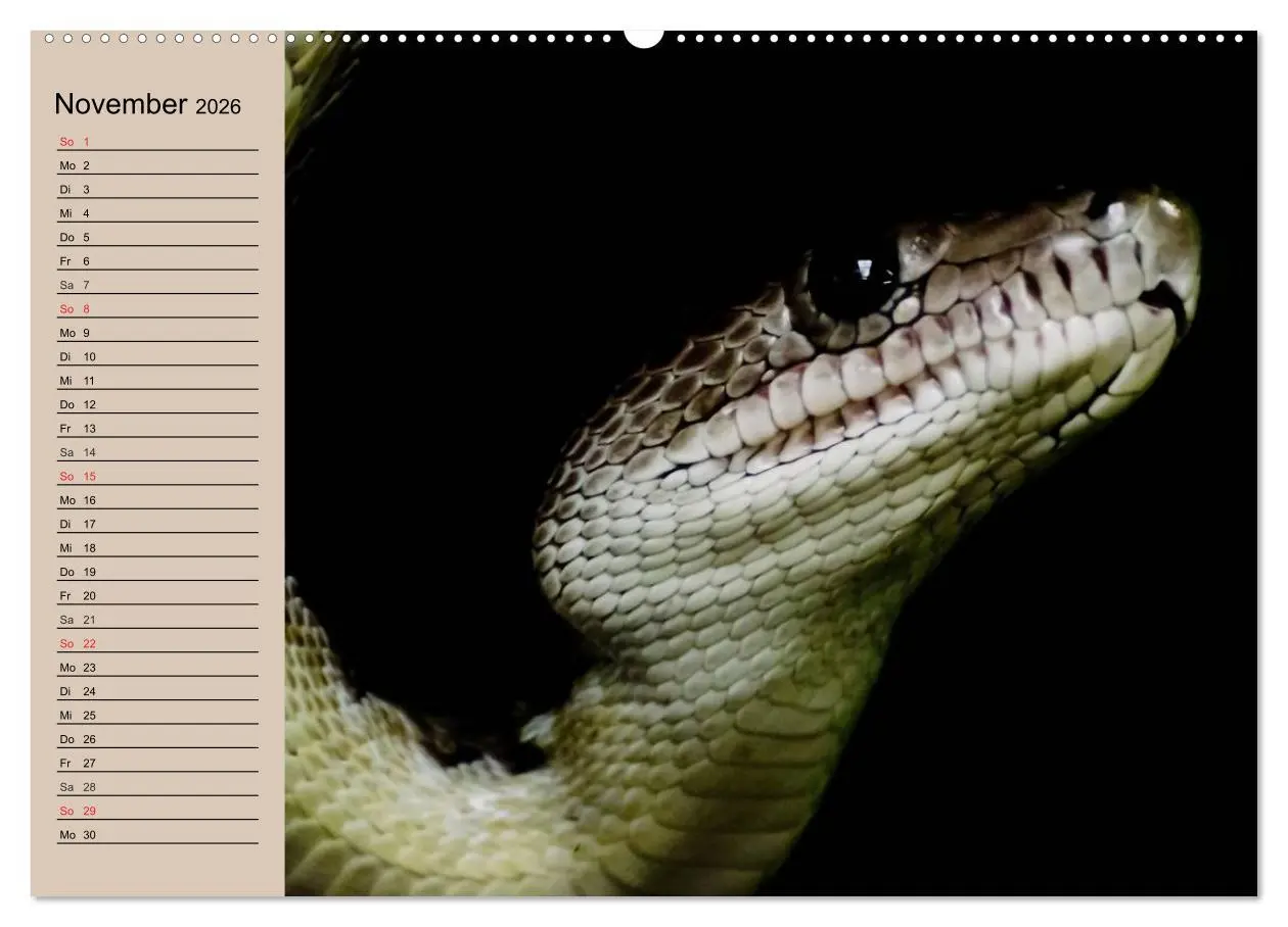 Bild: 9783457995884 | Schlangen (Wandkalender 2026 DIN A2 quer), CALVENDO Monatskalender