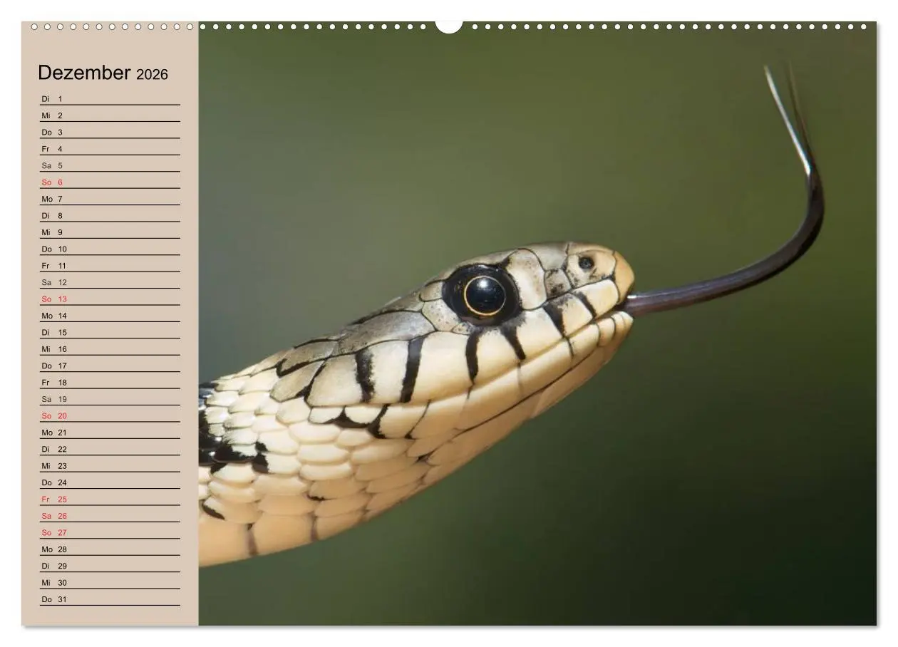 Bild: 9783457995884 | Schlangen (Wandkalender 2026 DIN A2 quer), CALVENDO Monatskalender