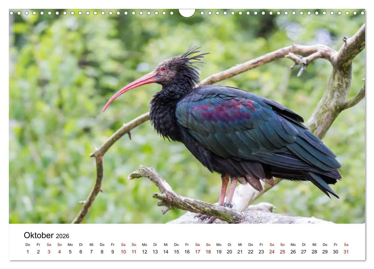 Bild: 9783457706084 | Der Waldrapp - Ein skurriler Vogel (Wandkalender 2026 DIN A3 quer),...