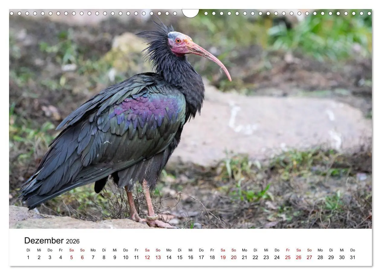 Bild: 9783457706084 | Der Waldrapp - Ein skurriler Vogel (Wandkalender 2026 DIN A3 quer),...