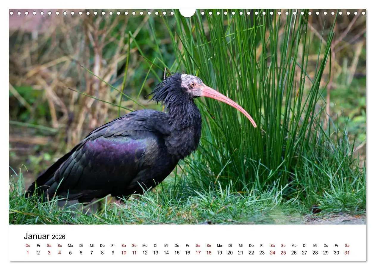 Bild: 9783457706084 | Der Waldrapp - Ein skurriler Vogel (Wandkalender 2026 DIN A3 quer),...