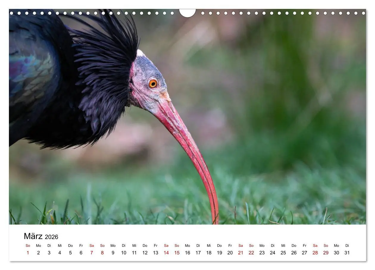 Bild: 9783457706084 | Der Waldrapp - Ein skurriler Vogel (Wandkalender 2026 DIN A3 quer),...