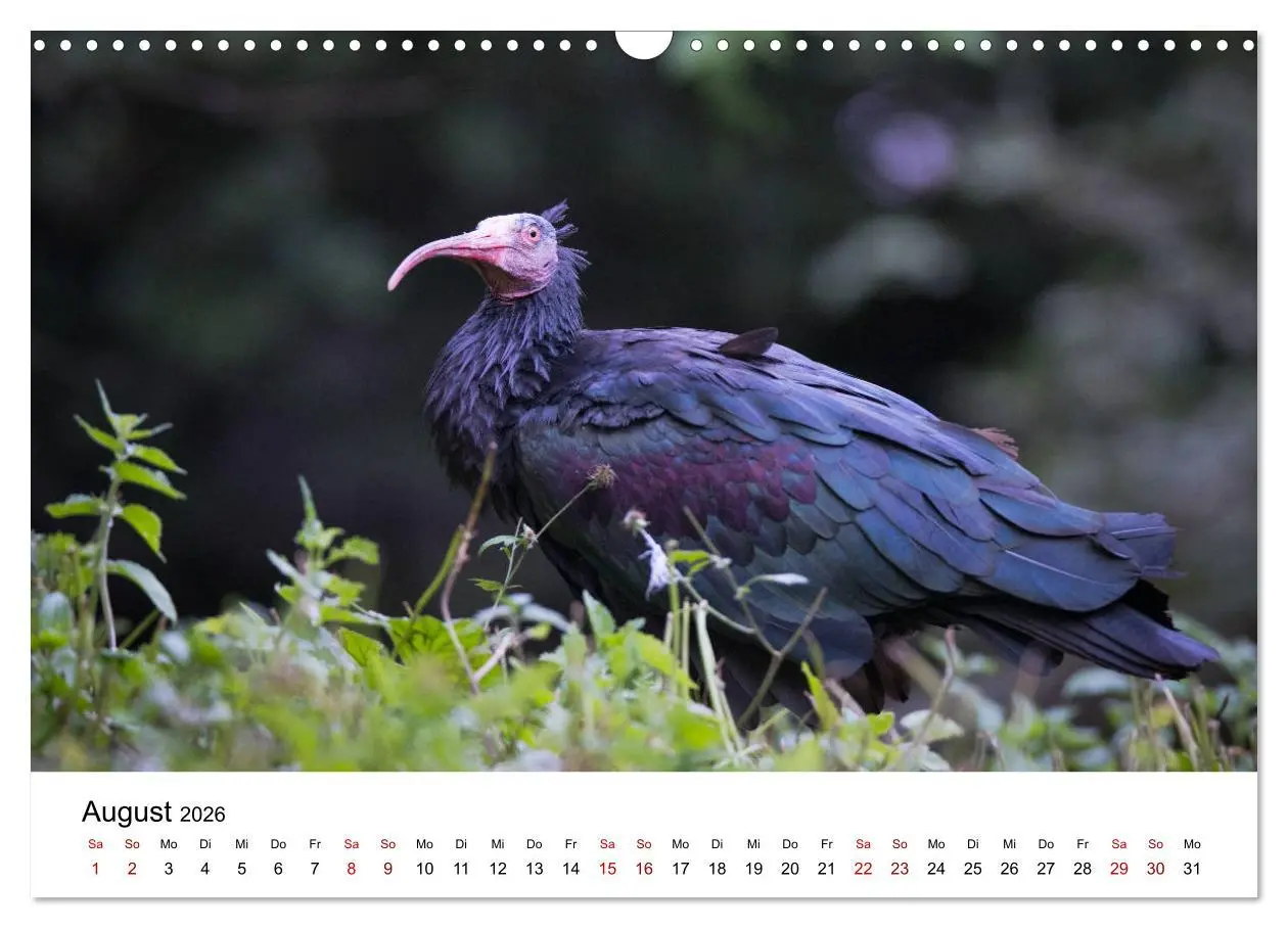 Bild: 9783457706084 | Der Waldrapp - Ein skurriler Vogel (Wandkalender 2026 DIN A3 quer),...
