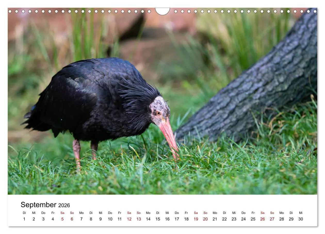 Bild: 9783457706084 | Der Waldrapp - Ein skurriler Vogel (Wandkalender 2026 DIN A3 quer),...