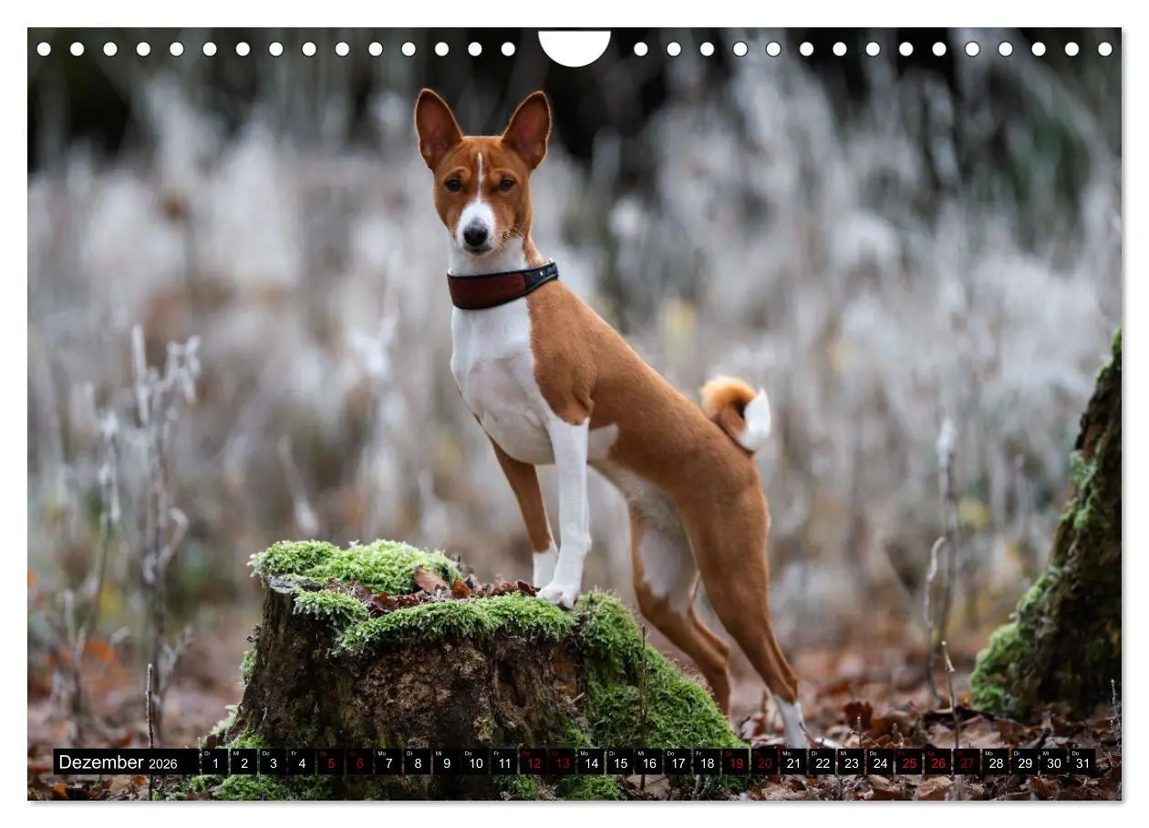 Bild: 9783457556184 | Liebenswerte Basenjis (Wandkalender 2026 DIN A4 quer), CALVENDO...