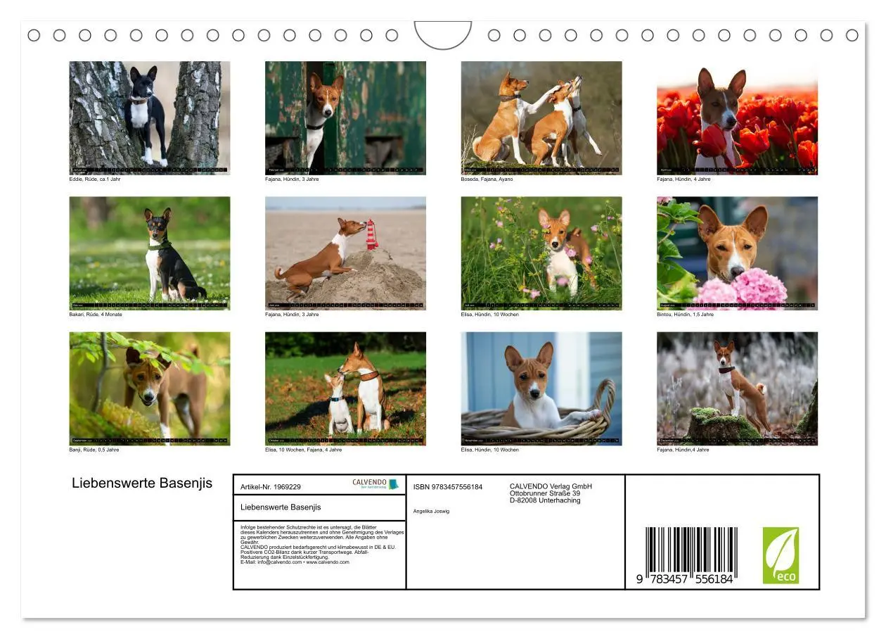 Bild: 9783457556184 | Liebenswerte Basenjis (Wandkalender 2026 DIN A4 quer), CALVENDO...