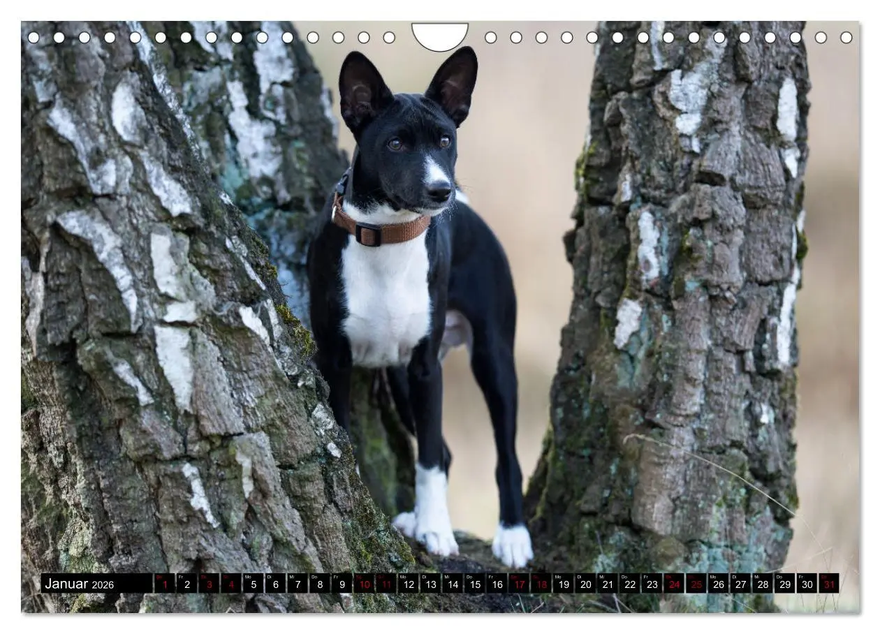 Bild: 9783457556184 | Liebenswerte Basenjis (Wandkalender 2026 DIN A4 quer), CALVENDO...