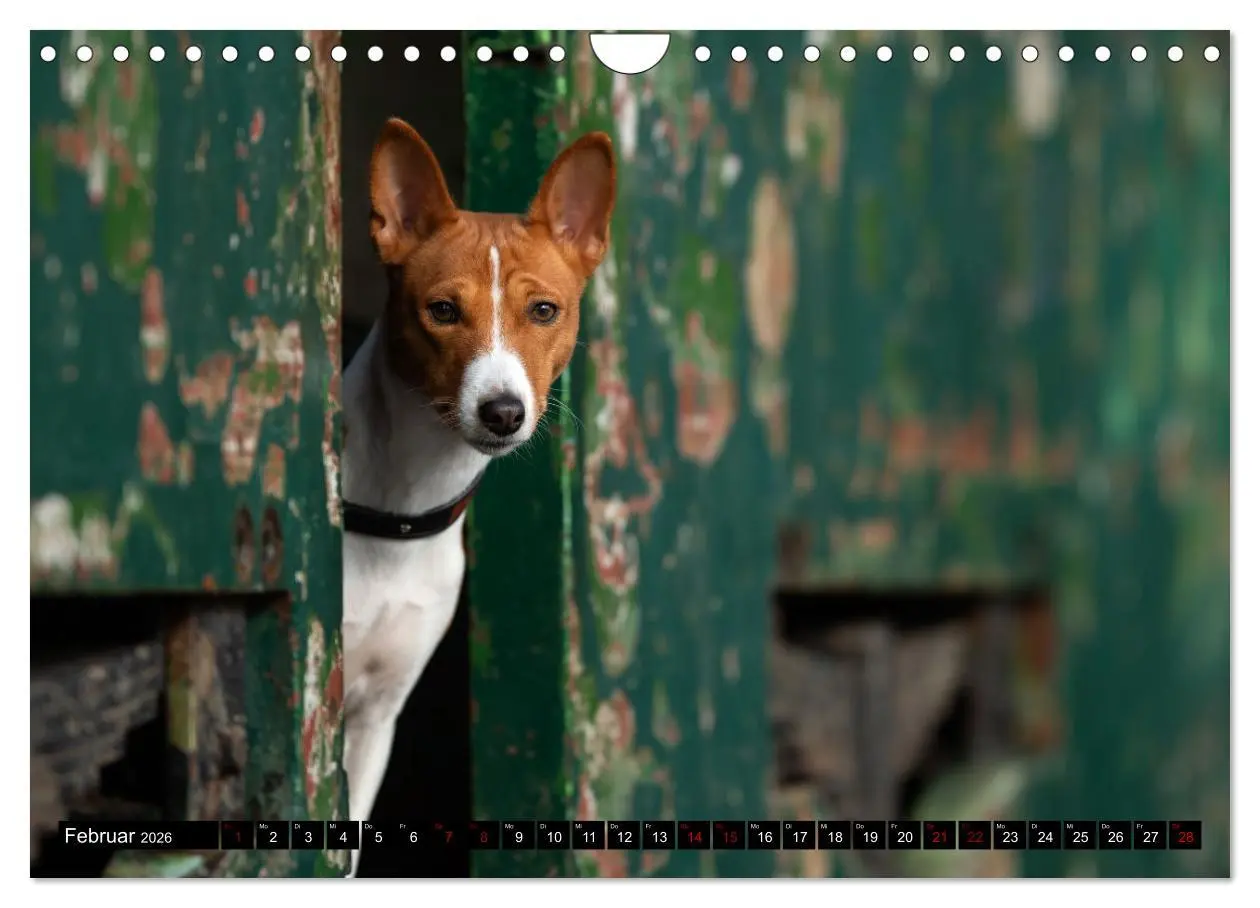 Bild: 9783457556184 | Liebenswerte Basenjis (Wandkalender 2026 DIN A4 quer), CALVENDO...