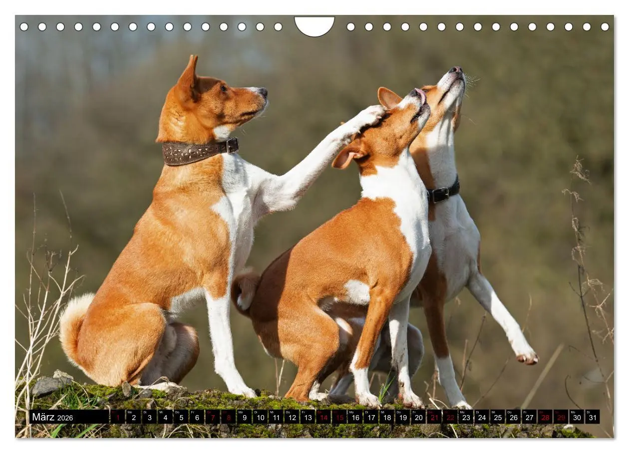 Bild: 9783457556184 | Liebenswerte Basenjis (Wandkalender 2026 DIN A4 quer), CALVENDO...