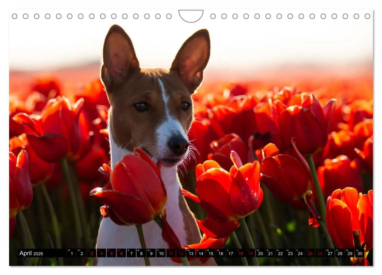 Bild: 9783457556184 | Liebenswerte Basenjis (Wandkalender 2026 DIN A4 quer), CALVENDO...