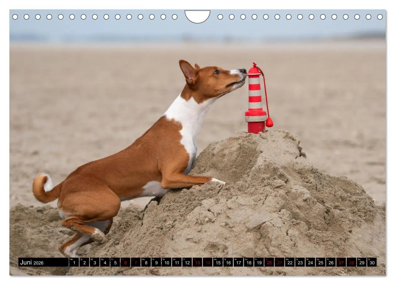 Bild: 9783457556184 | Liebenswerte Basenjis (Wandkalender 2026 DIN A4 quer), CALVENDO...
