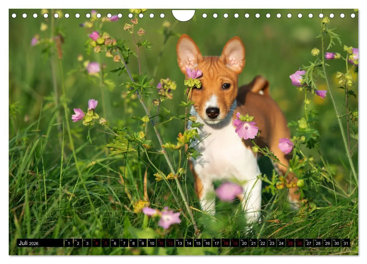 Bild: 9783457556184 | Liebenswerte Basenjis (Wandkalender 2026 DIN A4 quer), CALVENDO...