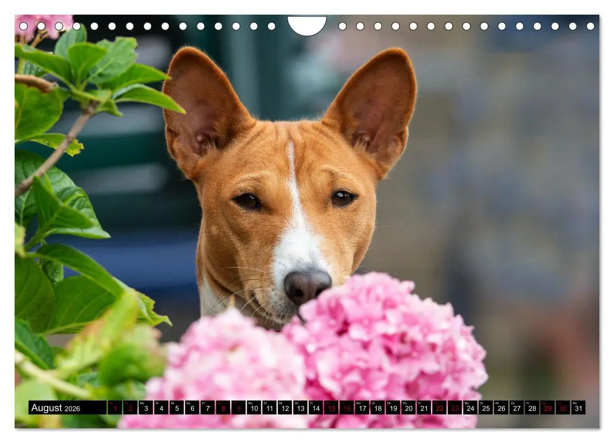 Bild: 9783457556184 | Liebenswerte Basenjis (Wandkalender 2026 DIN A4 quer), CALVENDO...