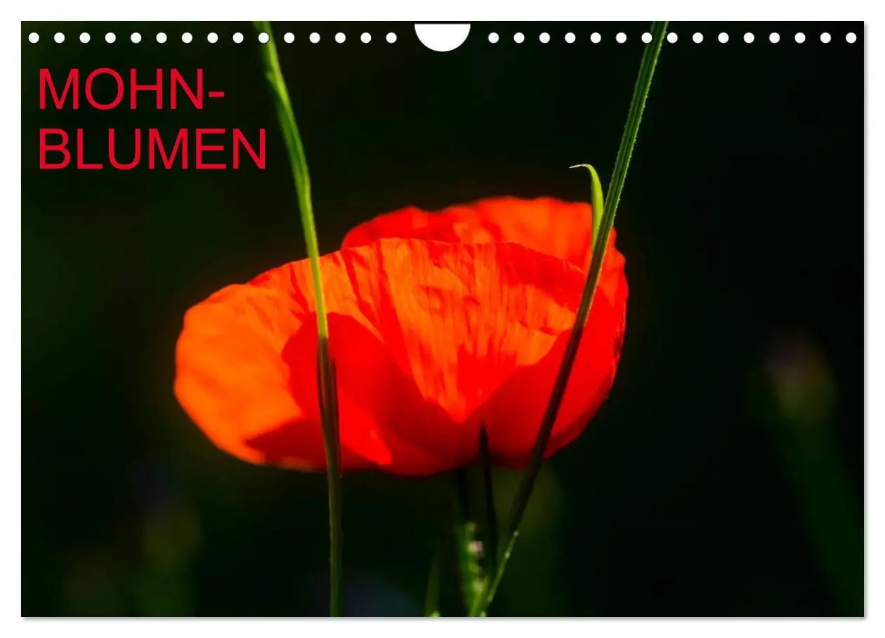 Cover: 9783516186284 | Mohnblumen (Wandkalender 2026 DIN A4 quer), CALVENDO Monatskalender