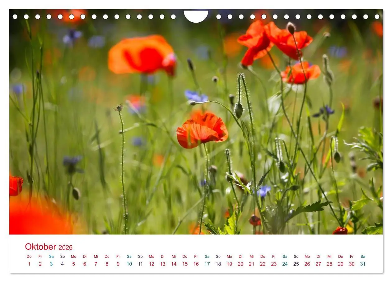 Bild: 9783516186284 | Mohnblumen (Wandkalender 2026 DIN A4 quer), CALVENDO Monatskalender
