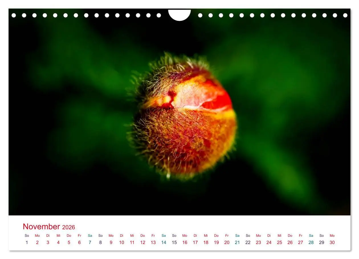 Bild: 9783516186284 | Mohnblumen (Wandkalender 2026 DIN A4 quer), CALVENDO Monatskalender