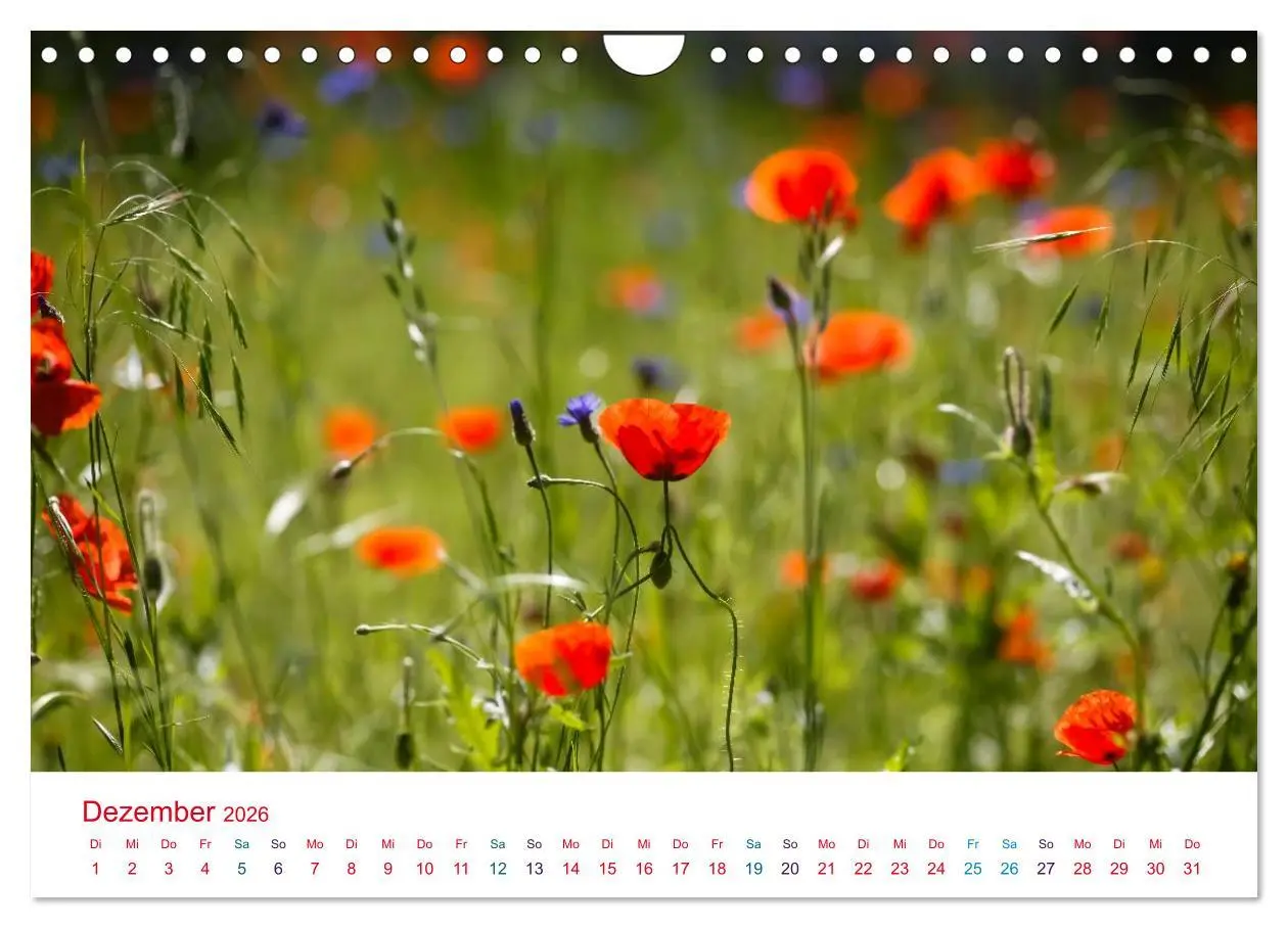 Bild: 9783516186284 | Mohnblumen (Wandkalender 2026 DIN A4 quer), CALVENDO Monatskalender