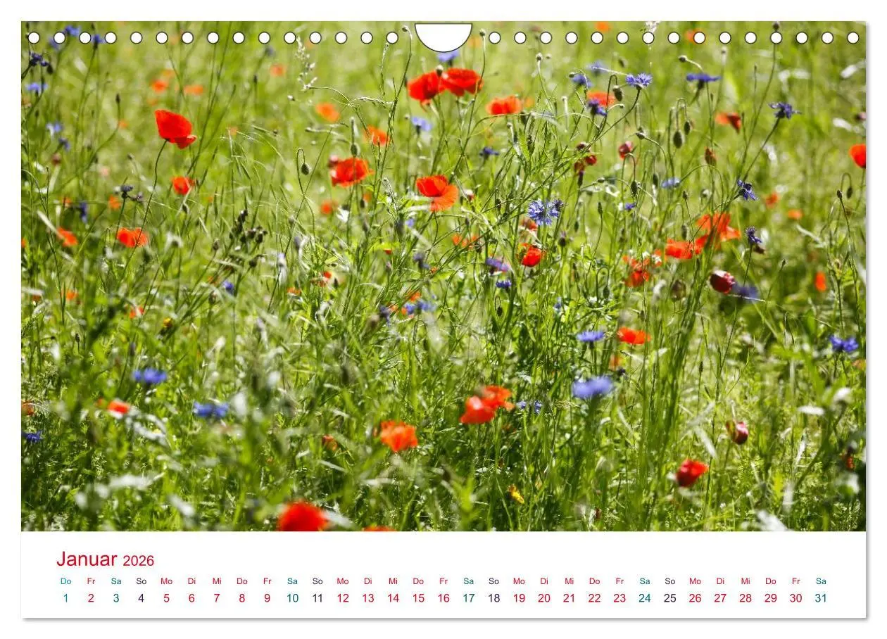 Bild: 9783516186284 | Mohnblumen (Wandkalender 2026 DIN A4 quer), CALVENDO Monatskalender