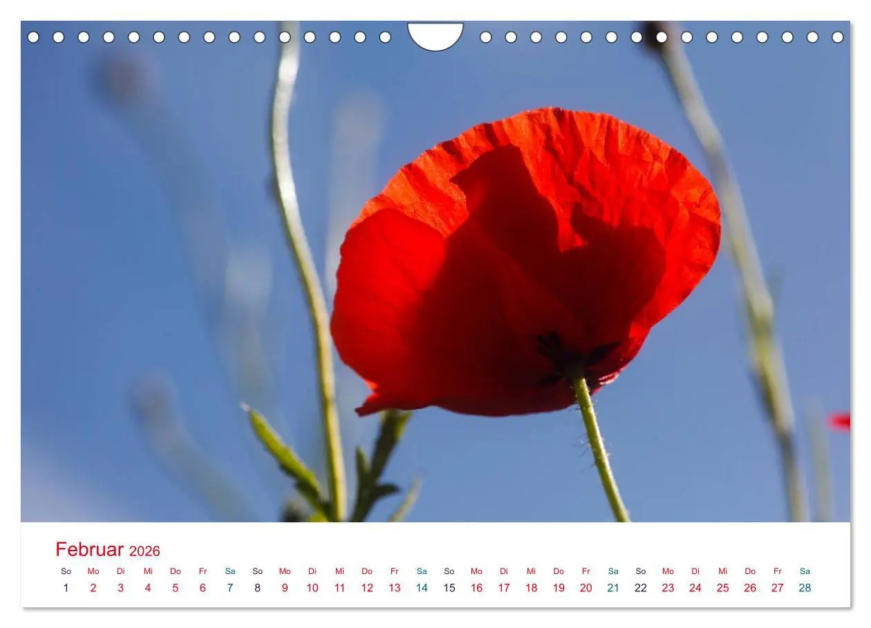Bild: 9783516186284 | Mohnblumen (Wandkalender 2026 DIN A4 quer), CALVENDO Monatskalender