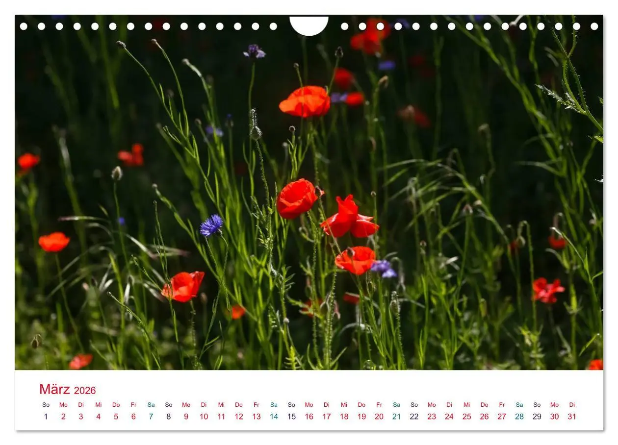 Bild: 9783516186284 | Mohnblumen (Wandkalender 2026 DIN A4 quer), CALVENDO Monatskalender