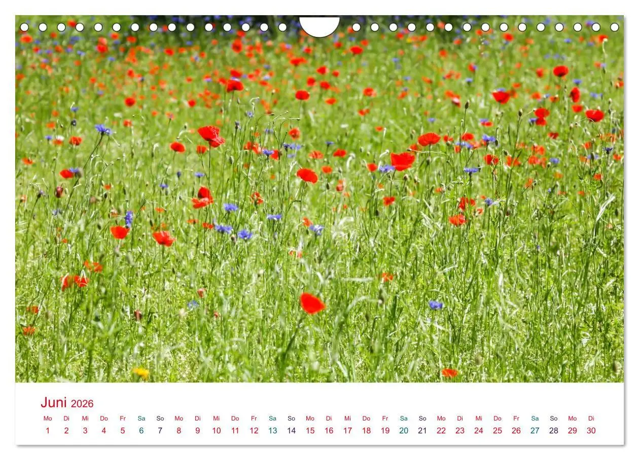 Bild: 9783516186284 | Mohnblumen (Wandkalender 2026 DIN A4 quer), CALVENDO Monatskalender
