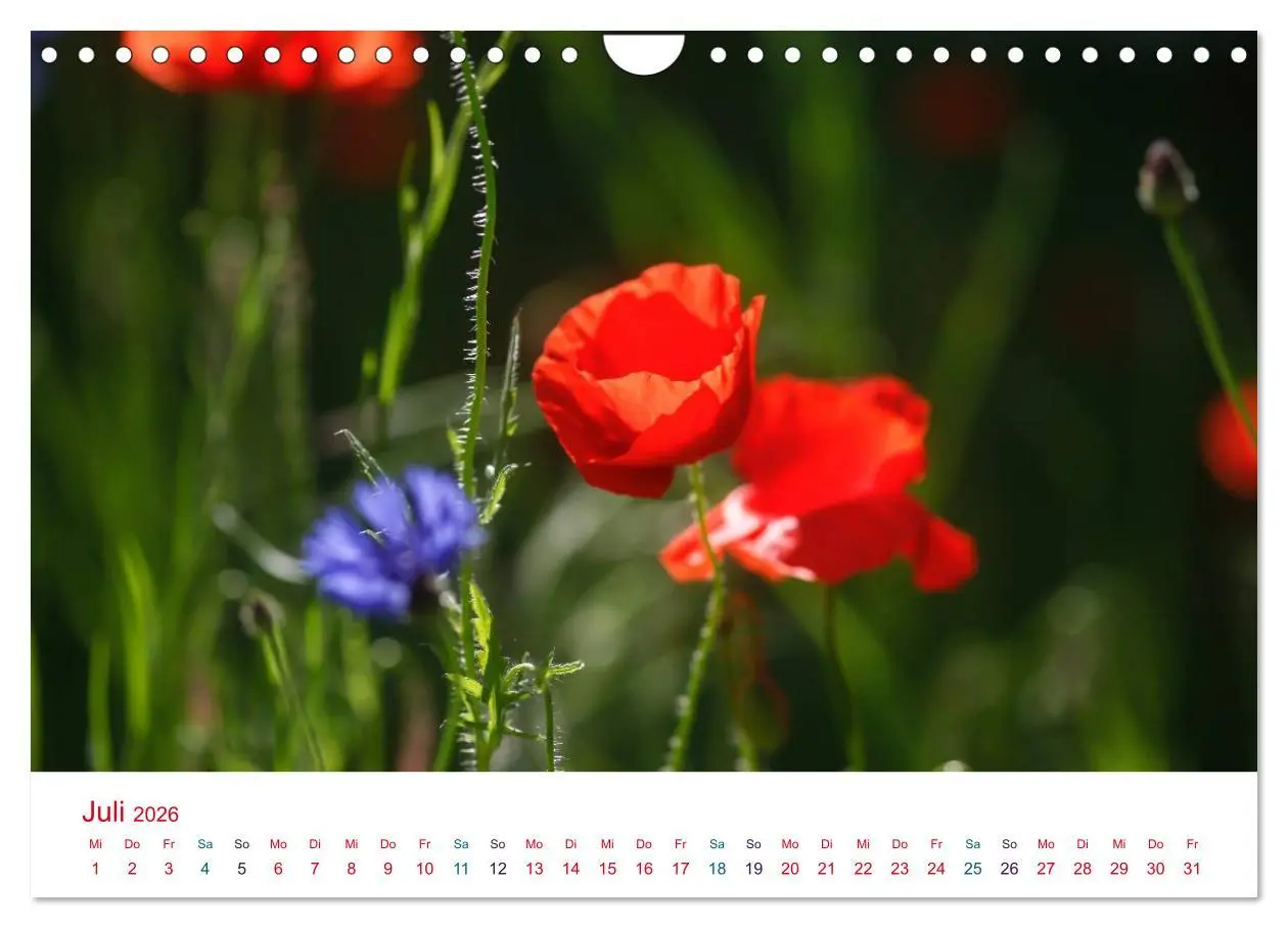 Bild: 9783516186284 | Mohnblumen (Wandkalender 2026 DIN A4 quer), CALVENDO Monatskalender
