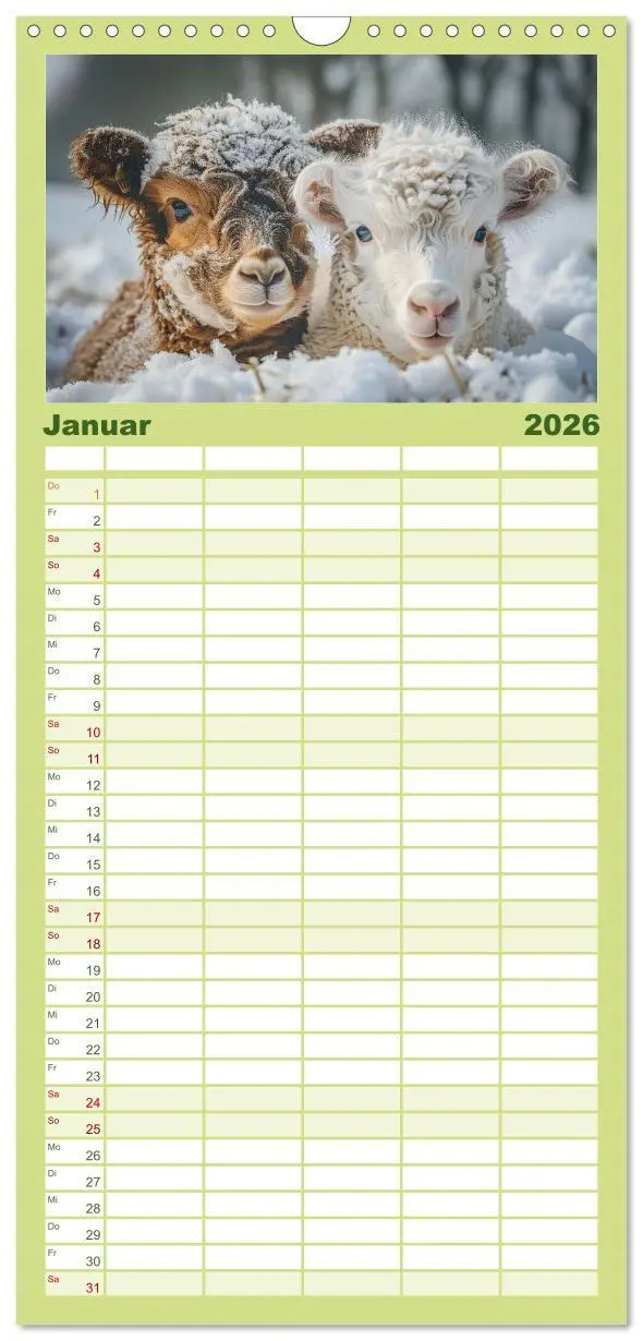 Bild: 9783516496284 | Familienplaner 2026 - Schottische Hochland Rinder mit 5 Spalten...