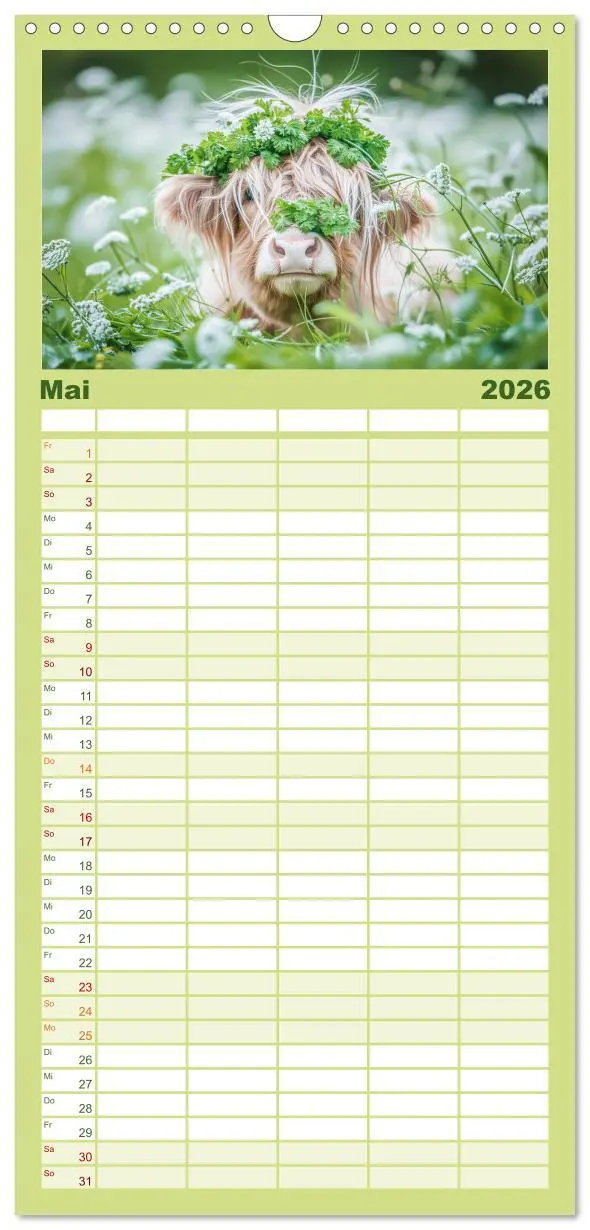 Bild: 9783516496284 | Familienplaner 2026 - Schottische Hochland Rinder mit 5 Spalten...