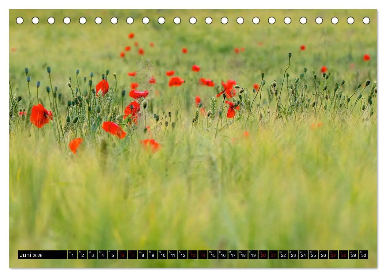 Bild: 9783457766484 | Oderlandschaft (Tischkalender 2026 DIN A5 quer), CALVENDO...