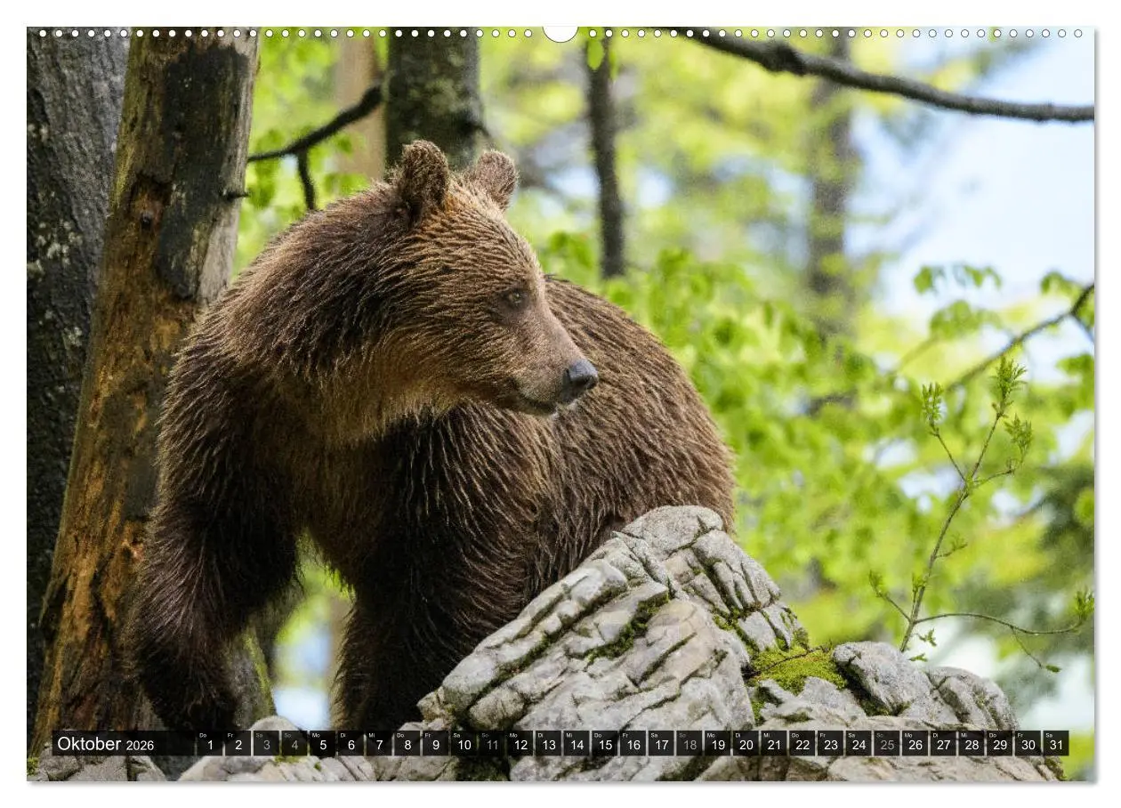 Bild: 9783457686584 | Braunbären in Europa (hochwertiger Premium Wandkalender 2026 DIN A2...
