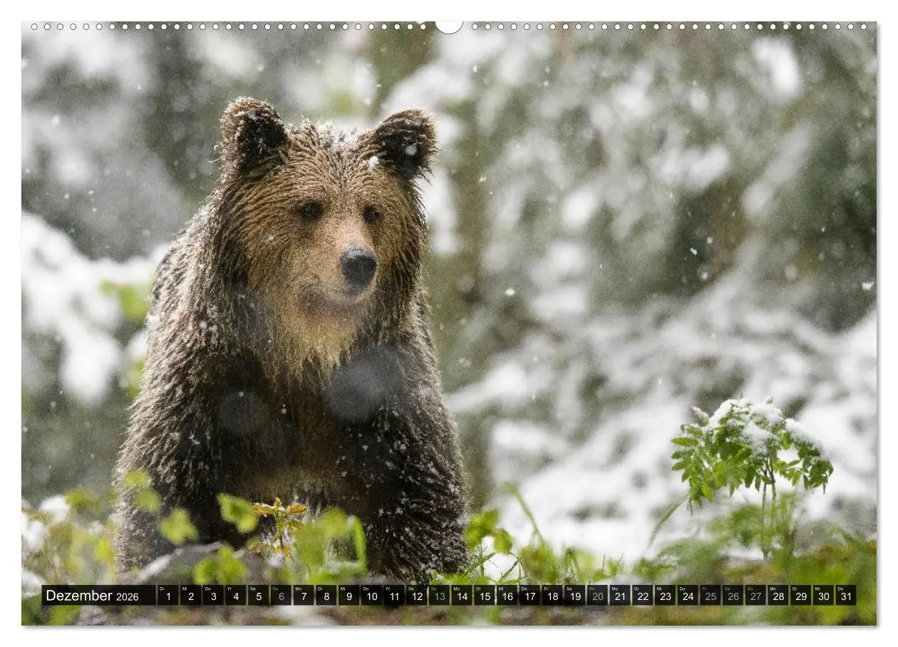 Bild: 9783457686584 | Braunbären in Europa (hochwertiger Premium Wandkalender 2026 DIN A2...