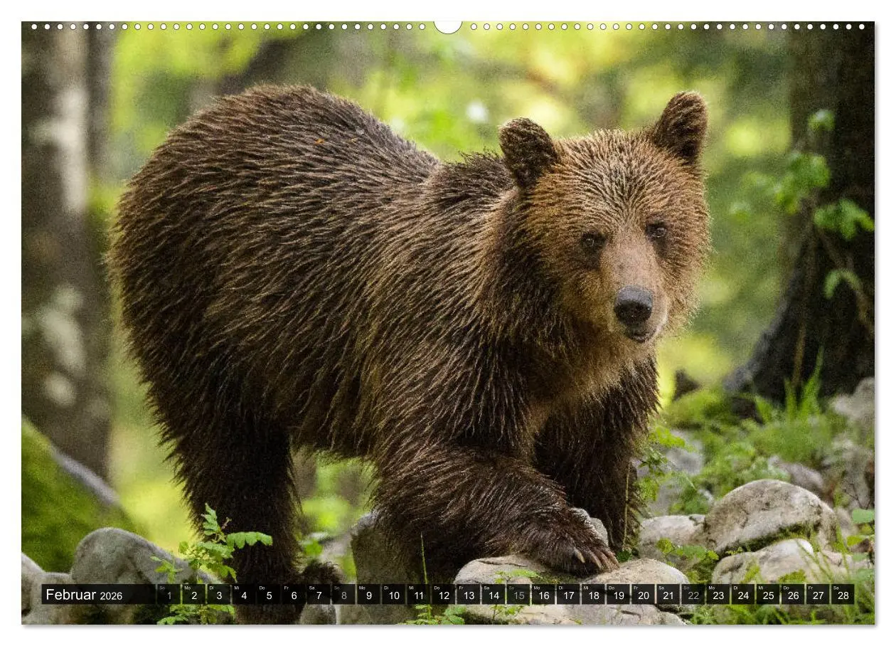 Bild: 9783457686584 | Braunbären in Europa (hochwertiger Premium Wandkalender 2026 DIN A2...