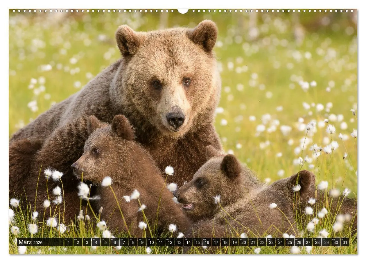 Bild: 9783457686584 | Braunbären in Europa (hochwertiger Premium Wandkalender 2026 DIN A2...