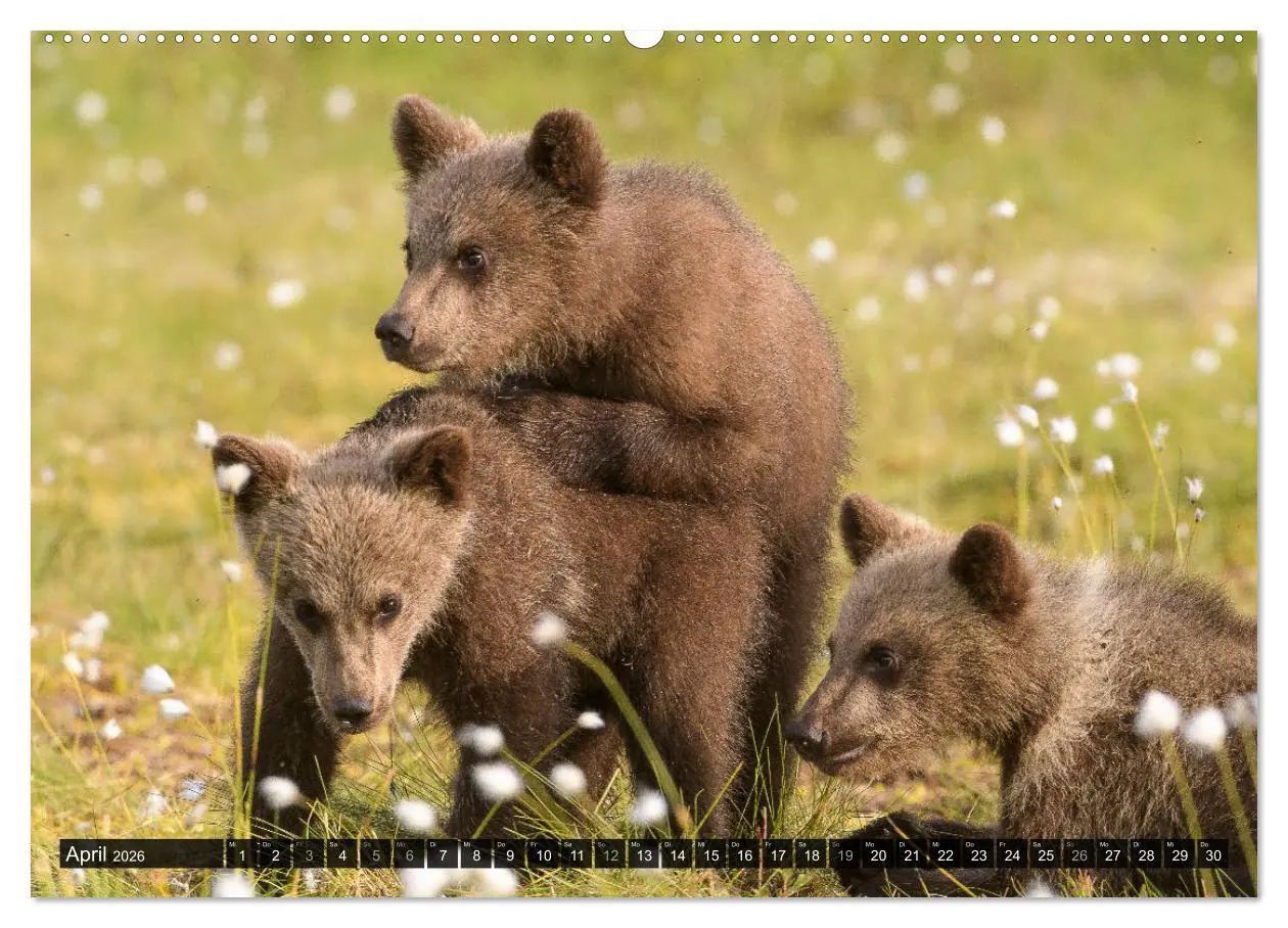 Bild: 9783457686584 | Braunbären in Europa (hochwertiger Premium Wandkalender 2026 DIN A2...