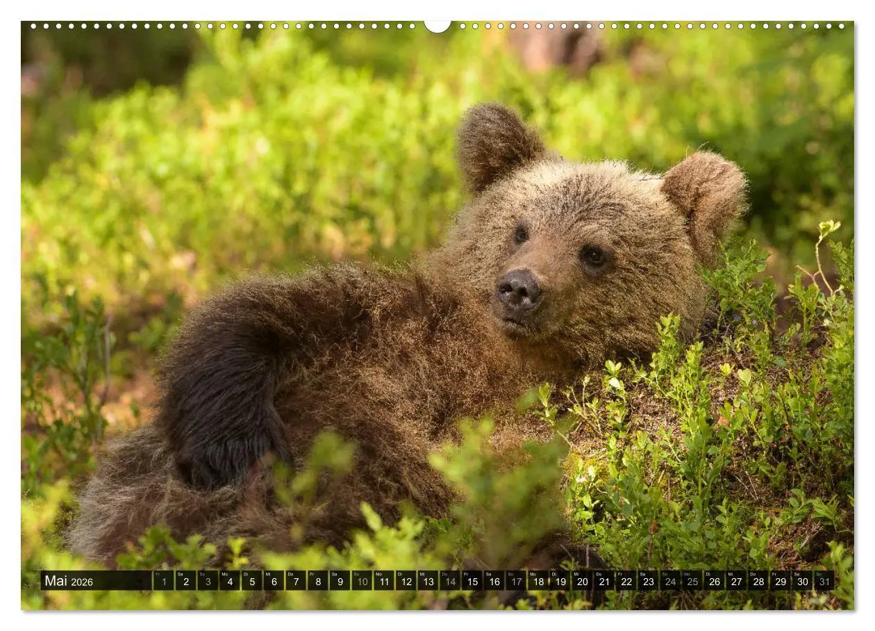 Bild: 9783457686584 | Braunbären in Europa (hochwertiger Premium Wandkalender 2026 DIN A2...