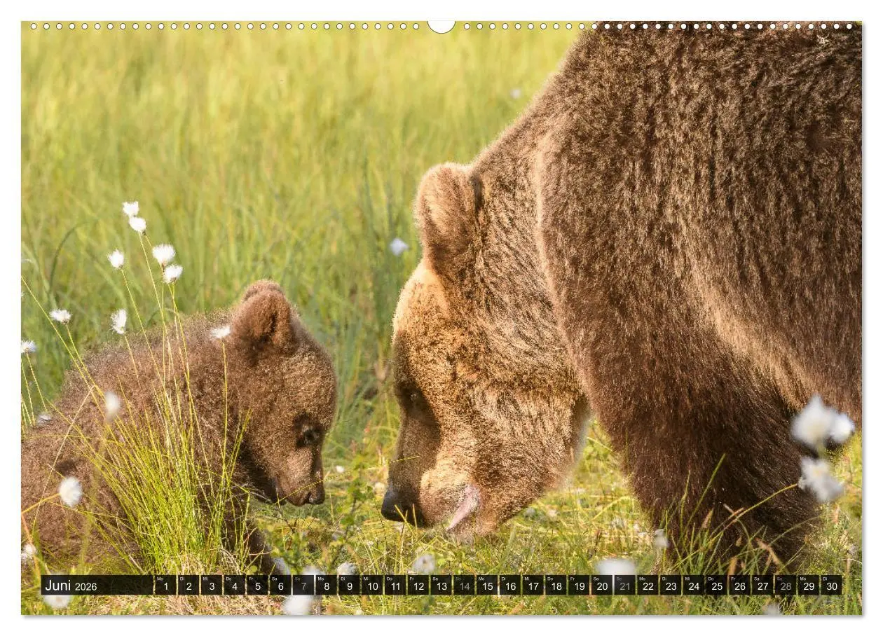 Bild: 9783457686584 | Braunbären in Europa (hochwertiger Premium Wandkalender 2026 DIN A2...