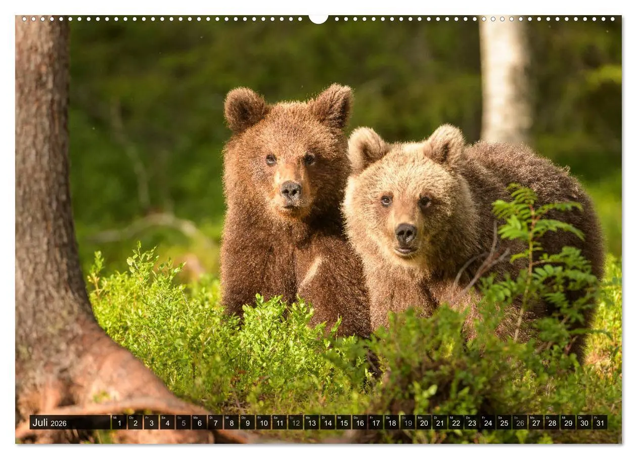 Bild: 9783457686584 | Braunbären in Europa (hochwertiger Premium Wandkalender 2026 DIN A2...