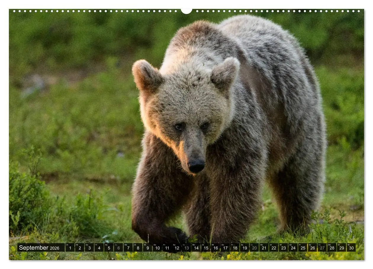 Bild: 9783457686584 | Braunbären in Europa (hochwertiger Premium Wandkalender 2026 DIN A2...