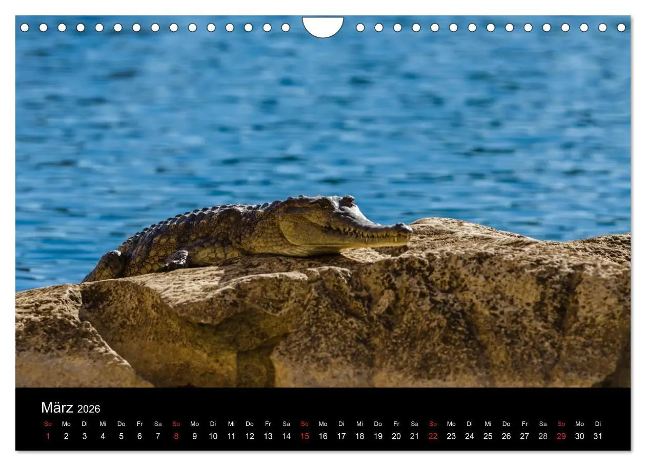 Bild: 9783516156584 | Australien - Kimberley (Wandkalender 2026 DIN A4 quer), CALVENDO...