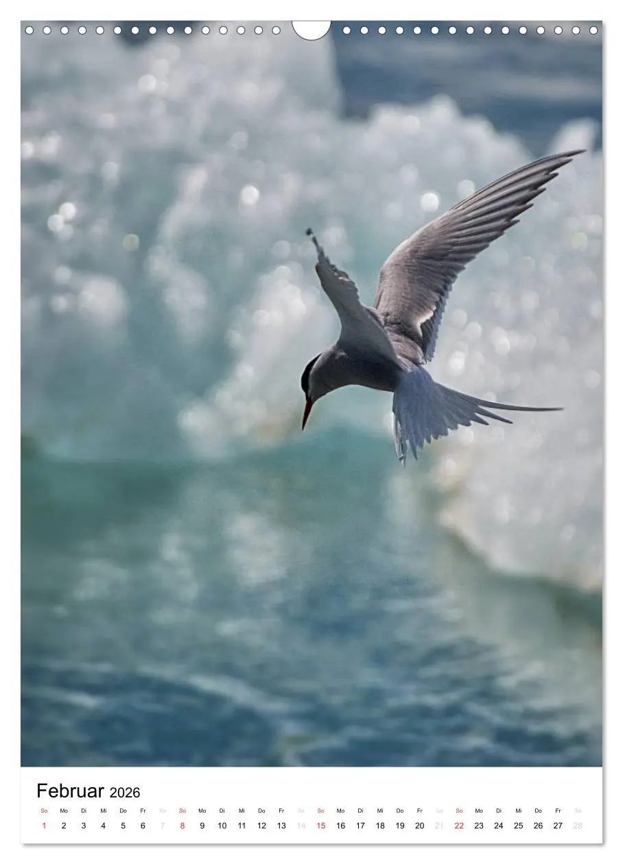 Bild: 9783516466584 | Island 2026 - Einzigartige Natur hautnah erleben (Wandkalender 2026...