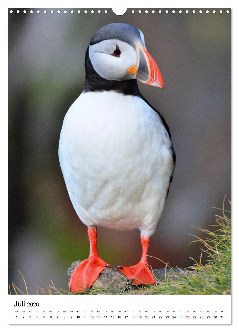 Bild: 9783516466584 | Island 2026 - Einzigartige Natur hautnah erleben (Wandkalender 2026...