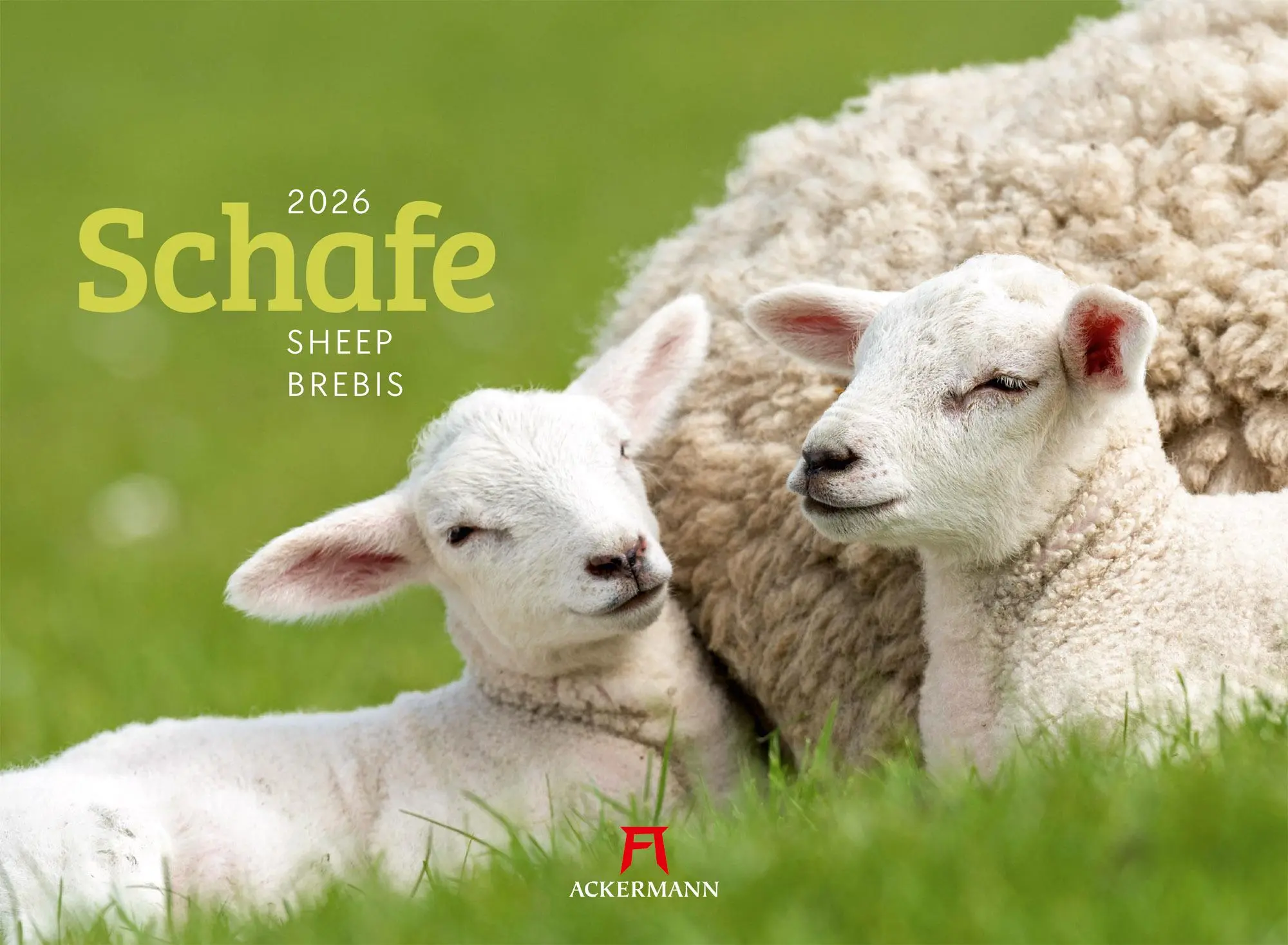 Cover: 9783838426884 | Schafe Kalender 2026 | Ackermann Kunstverlag GmbH | Kalender | 14 S.