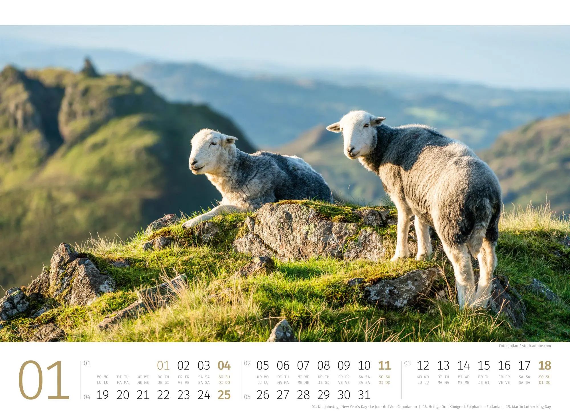 Bild: 9783838426884 | Schafe Kalender 2026 | Ackermann Kunstverlag GmbH | Kalender | 14 S.