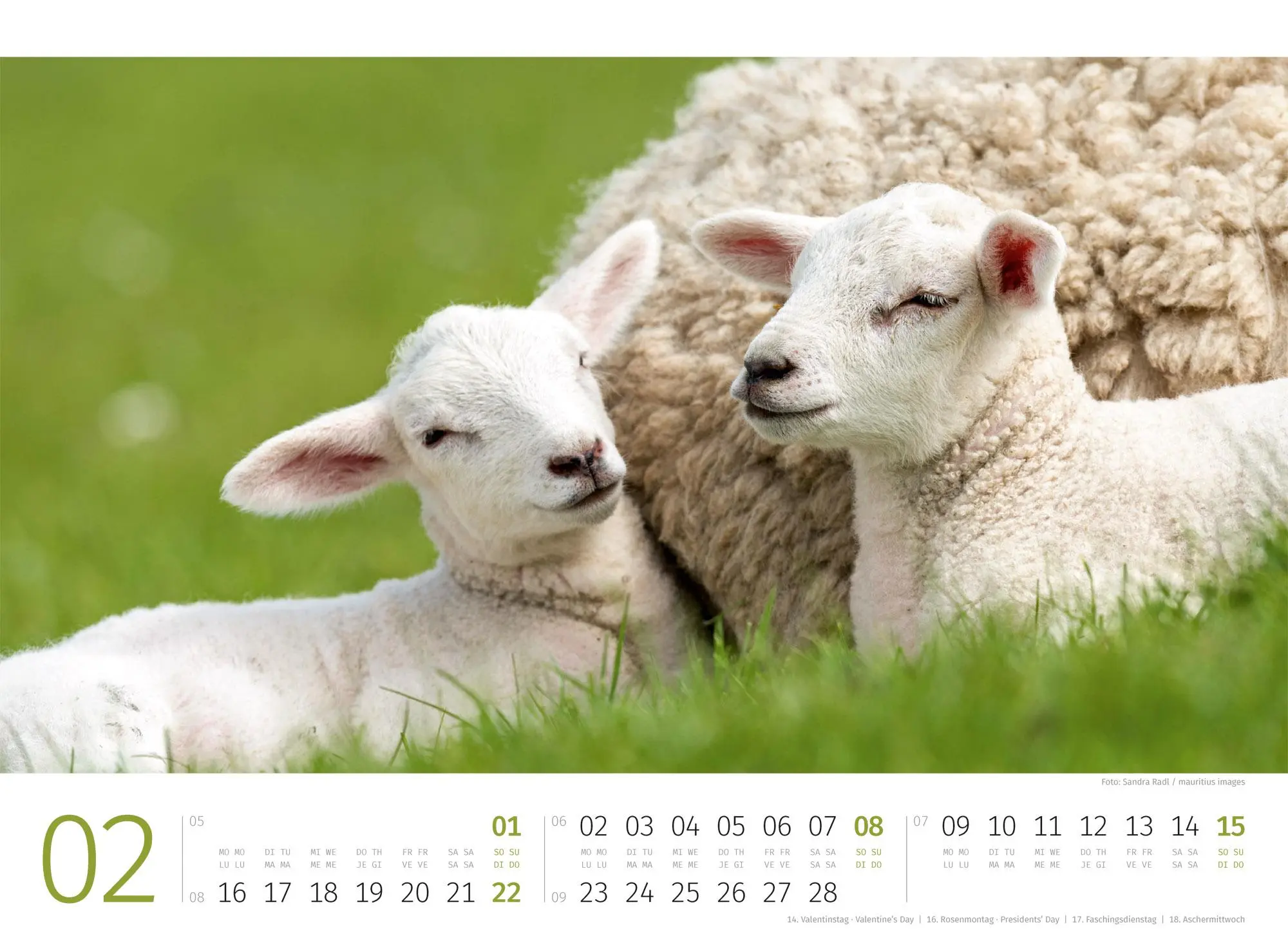 Bild: 9783838426884 | Schafe Kalender 2026 | Ackermann Kunstverlag GmbH | Kalender | 14 S.