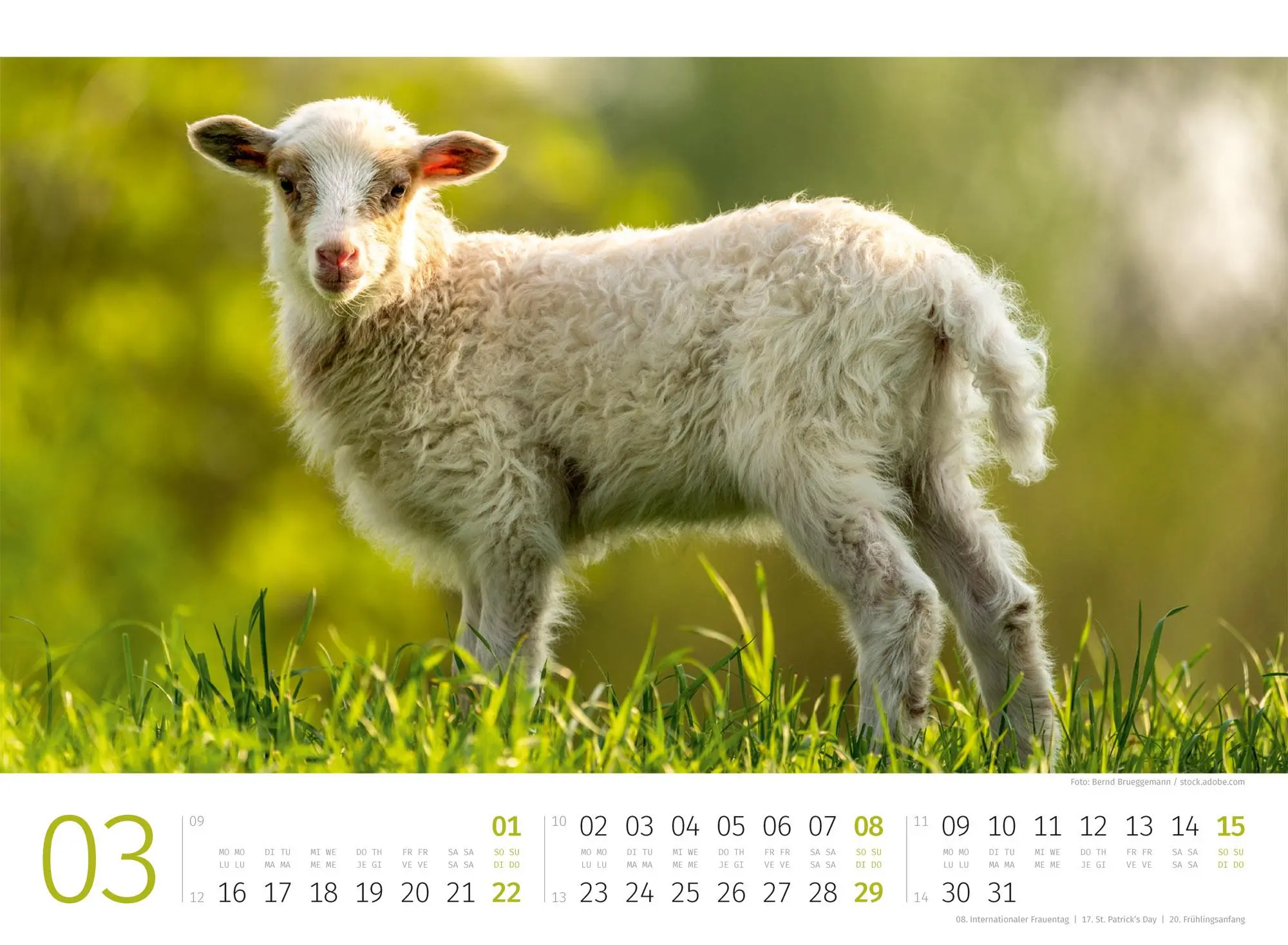 Bild: 9783838426884 | Schafe Kalender 2026 | Ackermann Kunstverlag GmbH | Kalender | 14 S.
