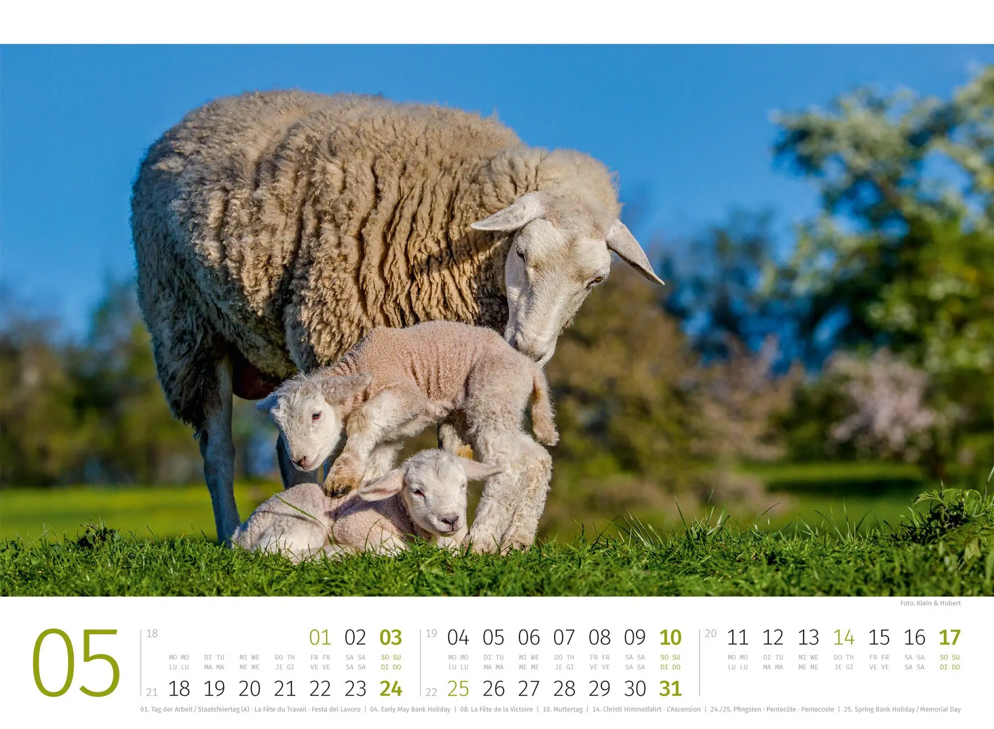 Bild: 9783838426884 | Schafe Kalender 2026 | Ackermann Kunstverlag GmbH | Kalender | 14 S.