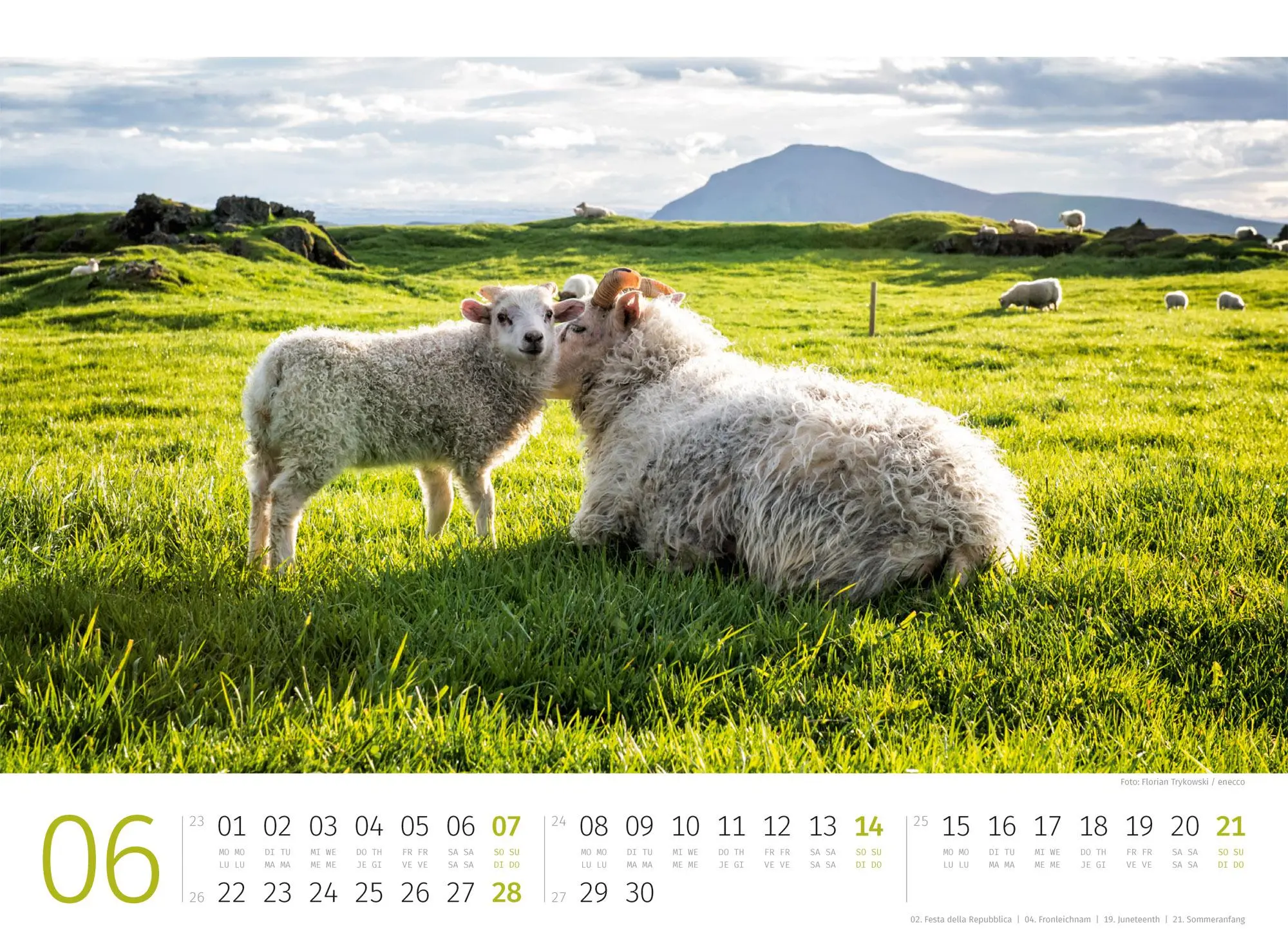 Bild: 9783838426884 | Schafe Kalender 2026 | Ackermann Kunstverlag GmbH | Kalender | 14 S.