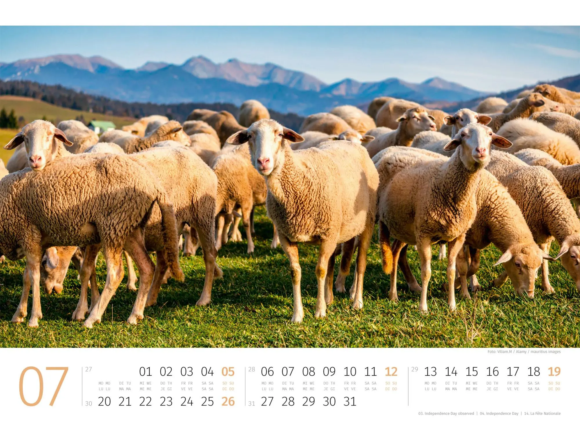 Bild: 9783838426884 | Schafe Kalender 2026 | Ackermann Kunstverlag GmbH | Kalender | 14 S.