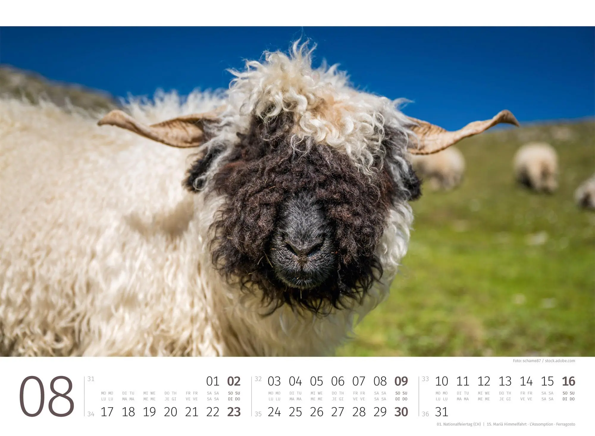 Bild: 9783838426884 | Schafe Kalender 2026 | Ackermann Kunstverlag GmbH | Kalender | 14 S.